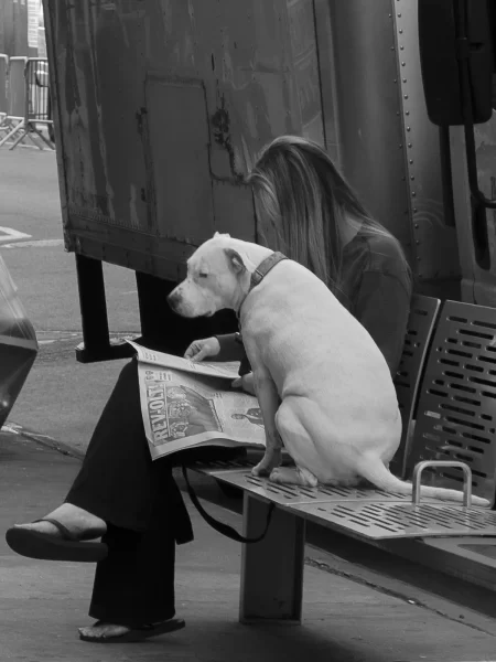 Des nouvelles pour le chien.